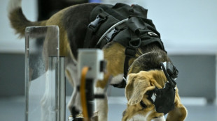 Una empresa de IA utiliza perros para detectar el c&aacute;ncer