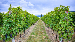 Dal 30 gennaio all'1 febbraio a Verona torna Anteprima Amarone