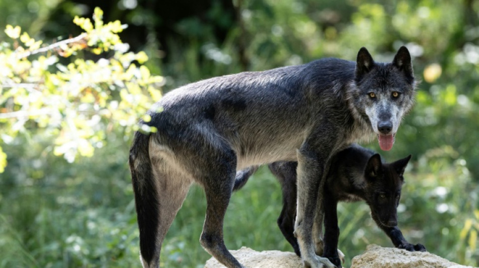 Mehr als 60 Schafe bei gro&szlig;em Wolfsangriff in Frankreich get&ouml;tet