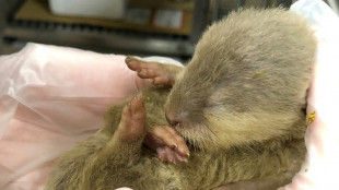 Loutre &agrave; bord: des animaux en contrebande s&egrave;ment la pagaille dans un vol Bangkok-Taipei