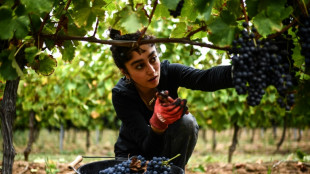Mulheres iranianas e a colheita de uva na Fran&ccedil;a, um s&iacute;mbolo da 'luta' contra Teer&atilde;