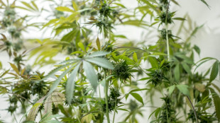 27-J&auml;hriger nach Fund von Cannabisplantage bei Paderborn festgenommen