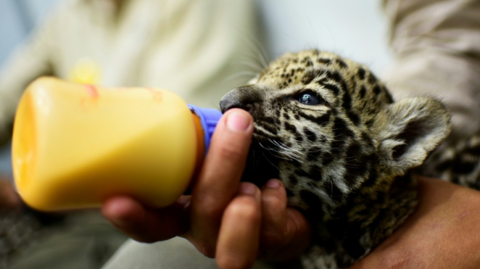 Diez ambientalistas asesinados en M&eacute;xico en 2025, documenta una oeneg&eacute;