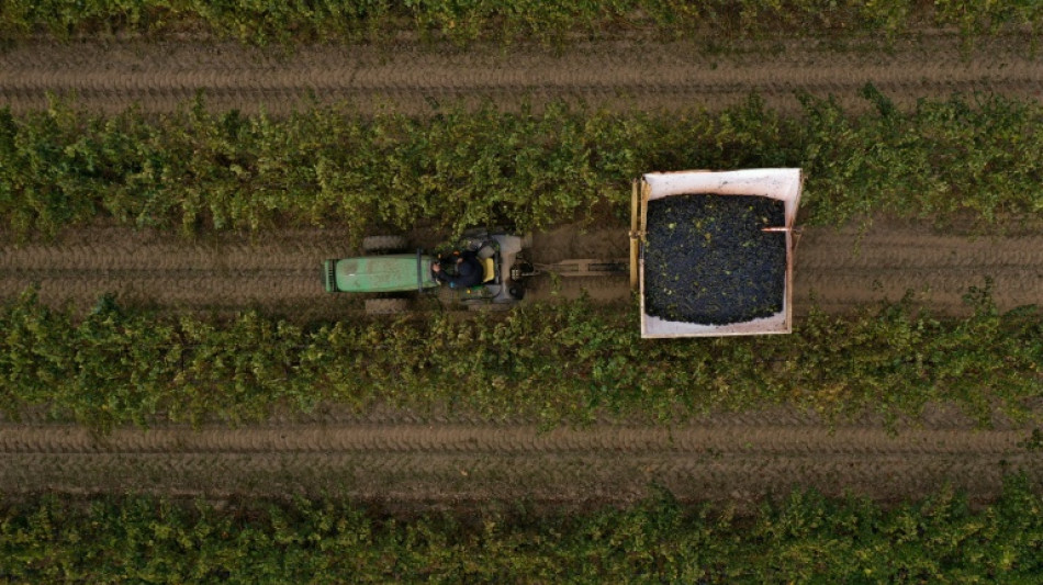 La producci&oacute;n mundial de vino se recuperar&aacute; ligeramente en 2025, pero sigue en niveles bajos