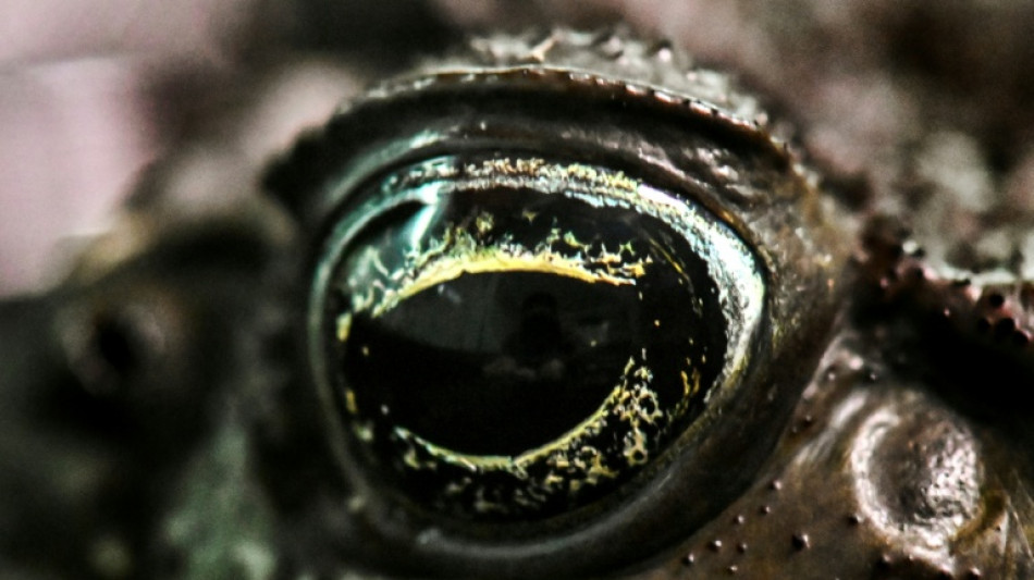 Kr&ouml;tenschlecken: Experte warnt vor Halloween vor Rauschexperimenten