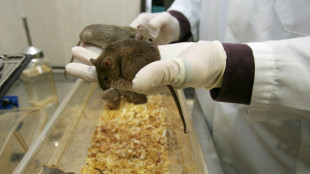 Farmaco anti-obesit&agrave; rallenta l'invecchiamento nei topi
