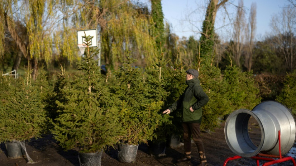 Alquilar un &aacute;rbol para una Navidad m&aacute;s ecol&oacute;gica en Londres