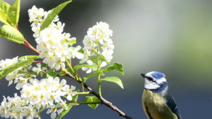 Amsel, Fink und Co.: Ab Freitag wieder Gartenv&ouml;gel z&auml;hlen