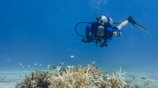 El Nino a 'terrifying' threat to coral reefs: UN biodiversity expert