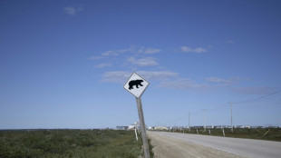 Un oso ataca a un grupo escolar y deja 11 heridos en Canad&aacute;