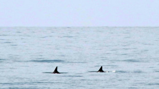 Estados Unidos presiona a M&eacute;xico para proteger a la vaquita marina