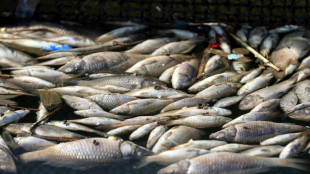 Irak: des pisciculteurs priv&eacute;s de revenus apr&egrave;s la mort de tonnes de poissons