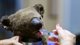 Australia presenta un plan para terminar con la extinci&oacute;n de especies locales