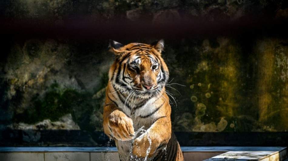 Bangladesh's tigers stalk uncertain future in Sundarbans