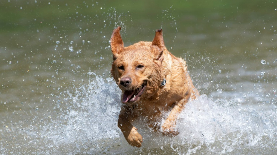 Umgangsrecht kann nach Trennung eines Paars auch f&uuml;r Hund gelten