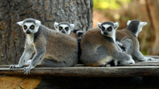 Universit&agrave; Torino studia modo per contare i lemuri ascoltandone il canto