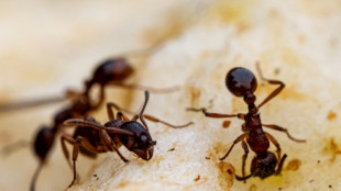 'Venha e me mate': o pedido das formigas doentes para salvar a colônia