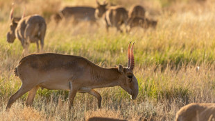 Kazakhstan to allow hunting once endangered antelopes