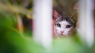 Il gatto domestico giunto in Europa dal Nord Africa 2000 anni fa