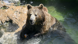 La carne di orso sarà in vendita al pubblico in Slovacchia