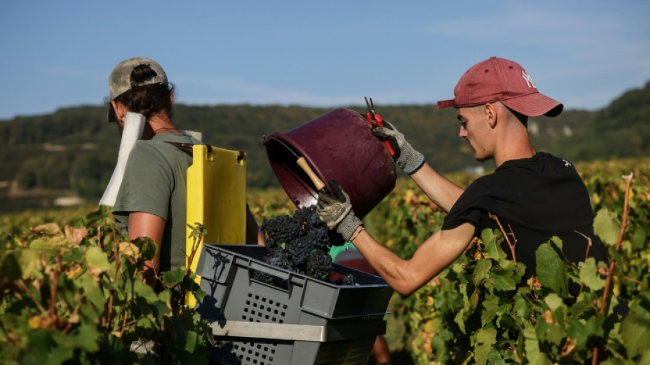 Bumper harvest calms fears of Burgundy wine bubble