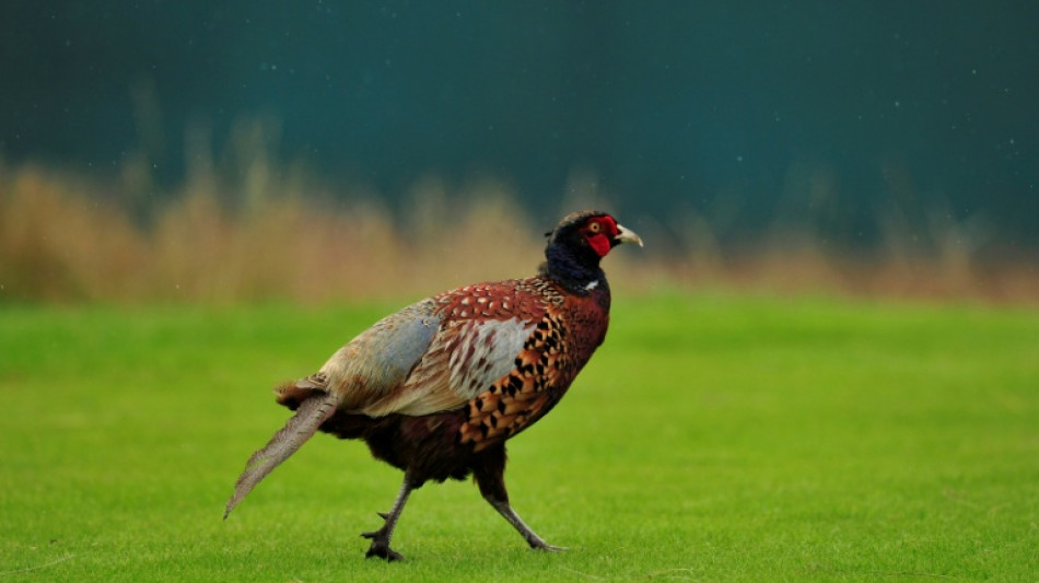 Fasan trifft Sozius auf Motorrad: OLG Oldenburg spricht Mann Schmerzensgeld zu