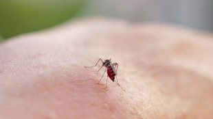 Dengue et chikungunya: autour de 2.000 cas importés depuis début 2025 en France métropolitaine