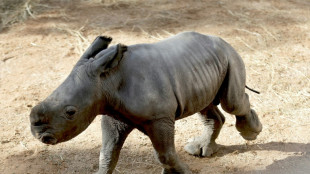 Espagne: rare naissance d'un rhinocéros blanc au zoo de Valence