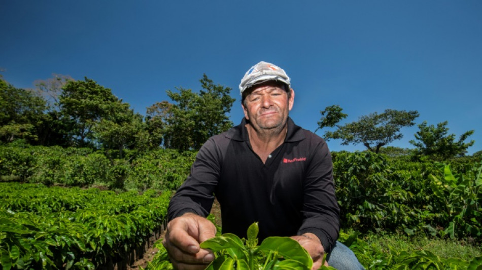 Caficultores de Costa Rica combaten cambio climático con tecnología