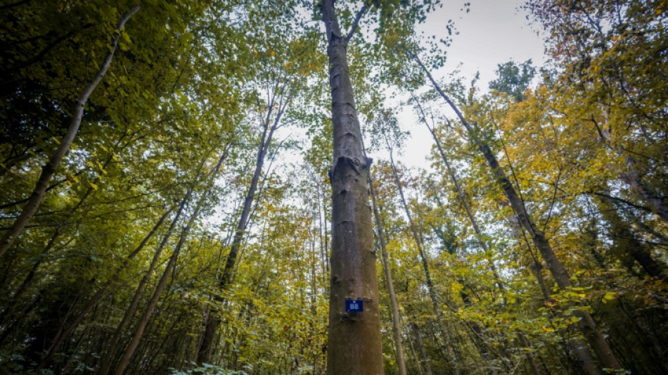 La France acc&eacute;l&egrave;re sa d&eacute;carbonation, mais manque son objectif climatique &agrave; cause des for&ecirc;ts et des sols