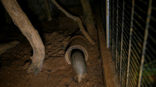 Condenan a 13 a&ntilde;os de c&aacute;rcel en Vietnam a un traficante de partes de pangol&iacute;n y rinoceronte