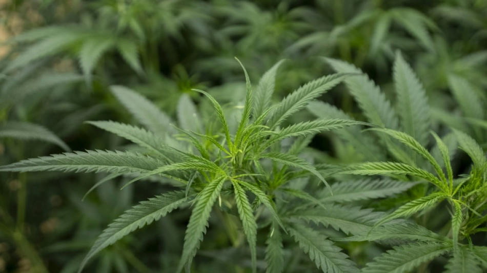 Incautan en Espa&ntilde;a 20 toneladas de hach&iacute;s en camiones de pimientos