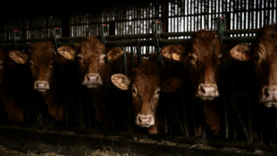 Elevages bovins: les seuils de d&eacute;claration environnementale relev&eacute;s