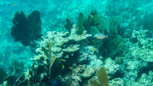 Revers pour les opposants &agrave; l'exploitation mini&egrave;re des fonds marins