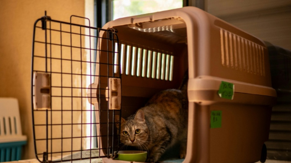 Startup japonesa pede aprova&ccedil;&atilde;o para tratamento de insufici&ecirc;ncia renal cr&ocirc;nica em gatos