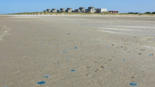 Quallenplage in Frankreich f&uuml;hrt erneut zu Atomreaktor-Abschaltung