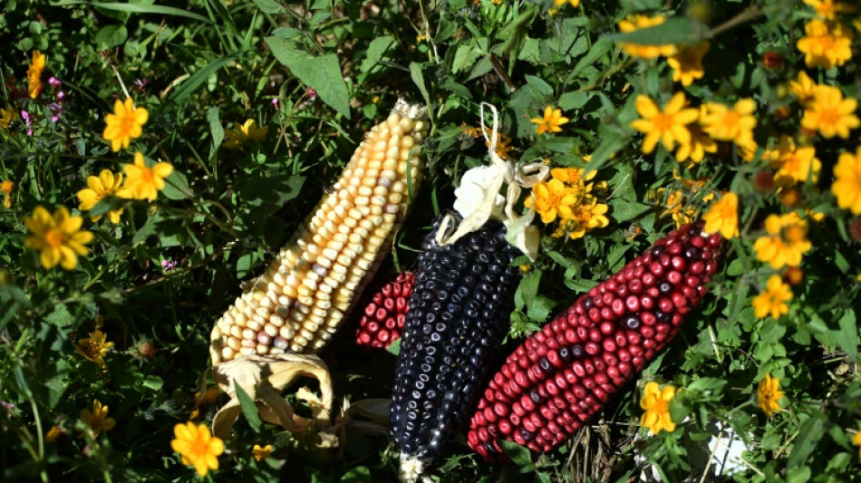 EEUU da un paso m&aacute;s en su disputa con M&eacute;xico por el ma&iacute;z transg&eacute;nico