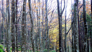 La CO2 cambi&ograve; le foreste 56 milioni di anni fa, scenario pronto a ripetersi