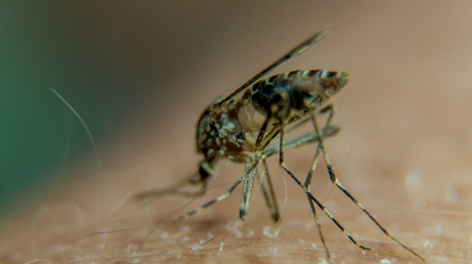 Third malaria death in Germany from outbreak tied to Frankfurt airport