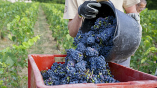 Francia prev&eacute; una cosecha de champ&aacute;n que puede superar el 13% de alcohol