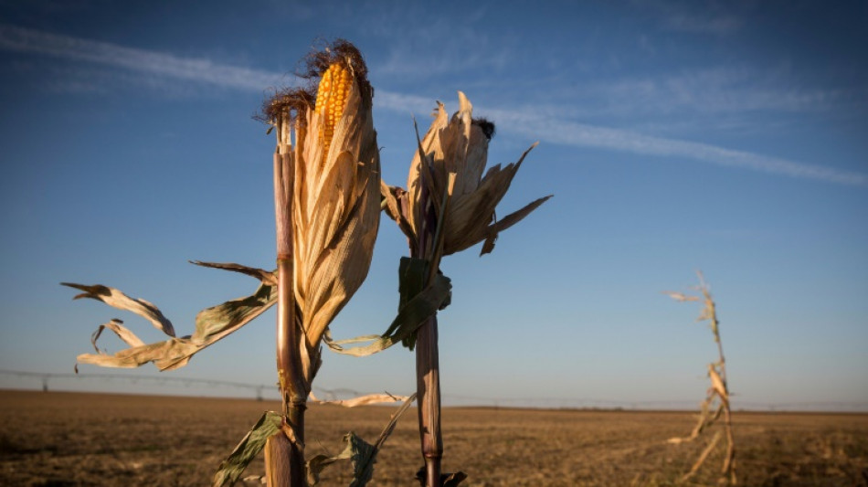 Dans le Midwest, une ann&eacute;e "catastrophique" pour les r&eacute;coltes apr&egrave;s des mois sans pluie