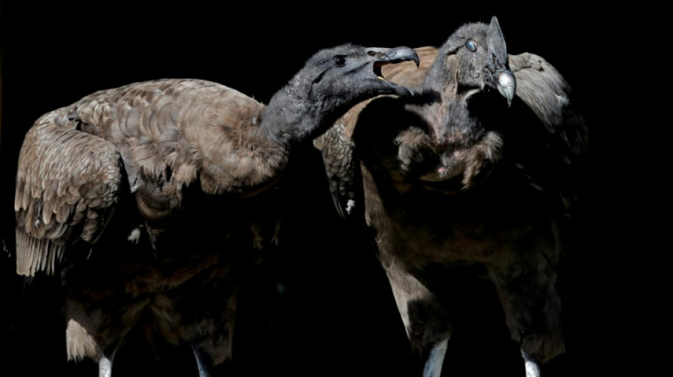 Bety, la cóndor nacida en cautiverio en Polonia conocerá la libertad en Chile