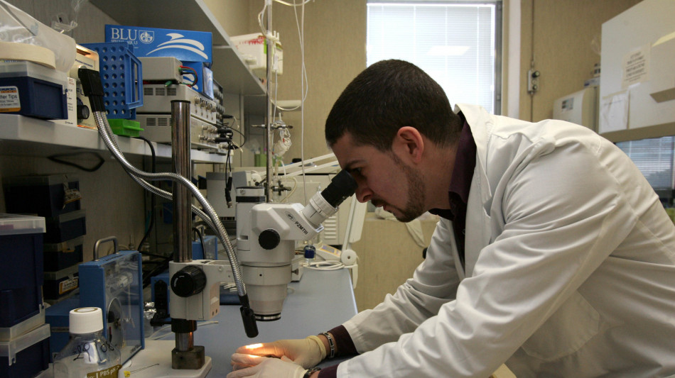 Mini-isole di fegato fatte crescere con successo nei topi