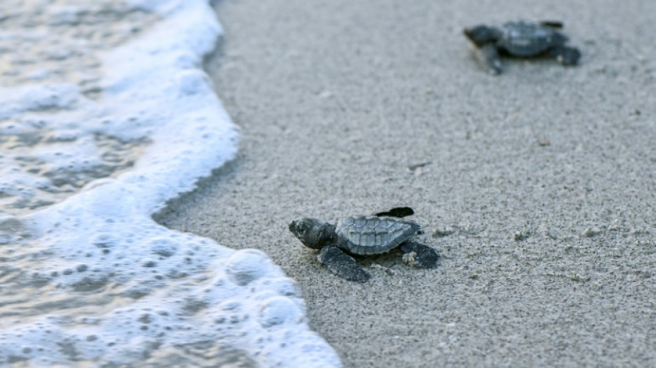 Record sea surface heat sparks fears of warming surge