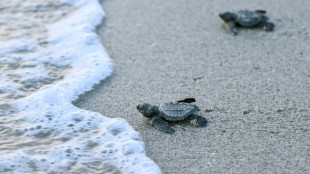 Record sea surface heat sparks fears of warming surge