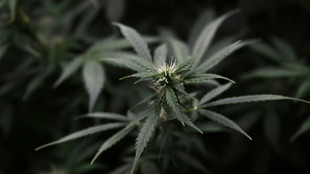 Sachsen-Anhalt: Polizei findet Cannabisplantage in fr&uuml;herem Supermarkt