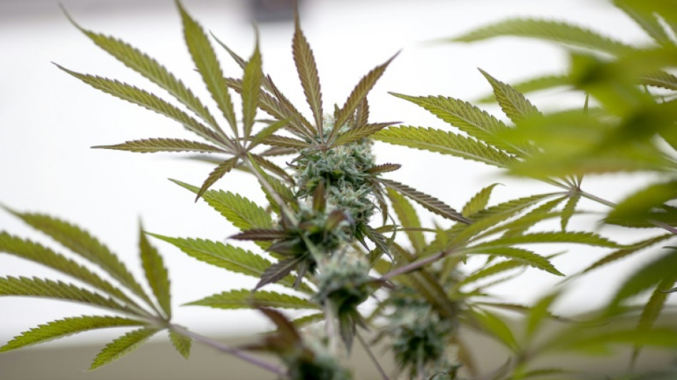 Cannabisplantage mit rund 700 Pflanzen im nieders&auml;chsischem Lamspringe entdeckt