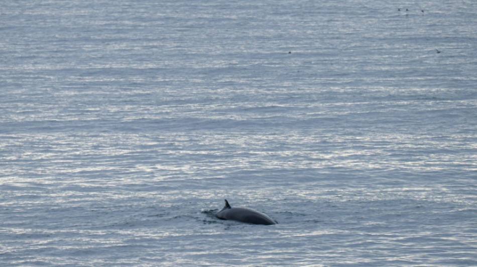 Islande : pr&eacute;sentation d&eacute;but 2027 d'un projet de loi qui pourrait interdire la chasse &agrave; la baleine
