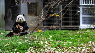 El Zoo de Washington devuelve a China tres pandas en medio de la tensi&oacute;n diplom&aacute;tica 