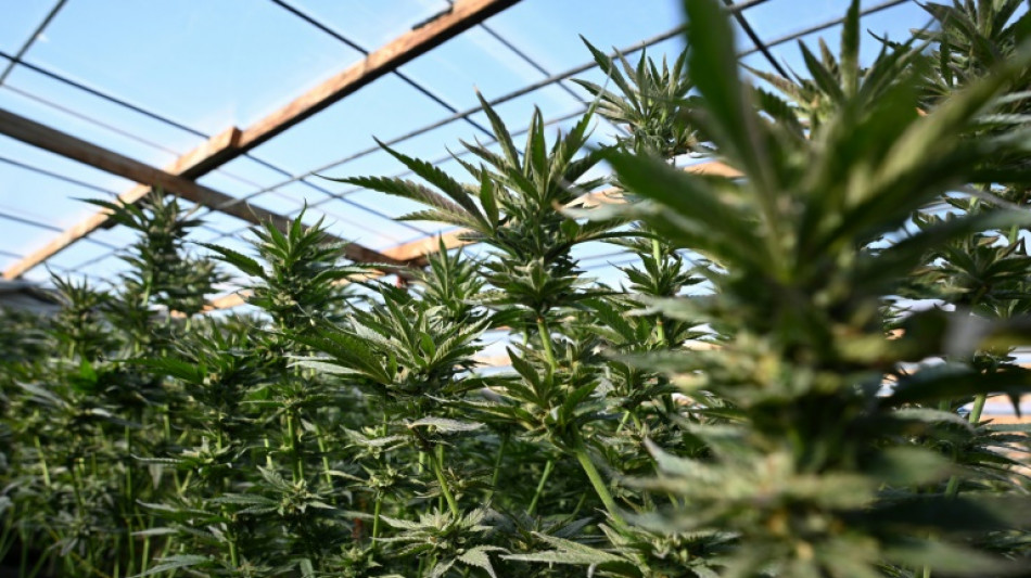 Illegale Cannabis-Plantage mit 1200 Pflanzen in Sachsen-Anhalt entdeckt 